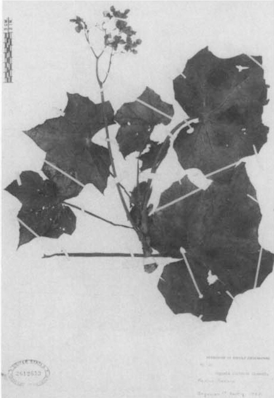 B. chivatoa